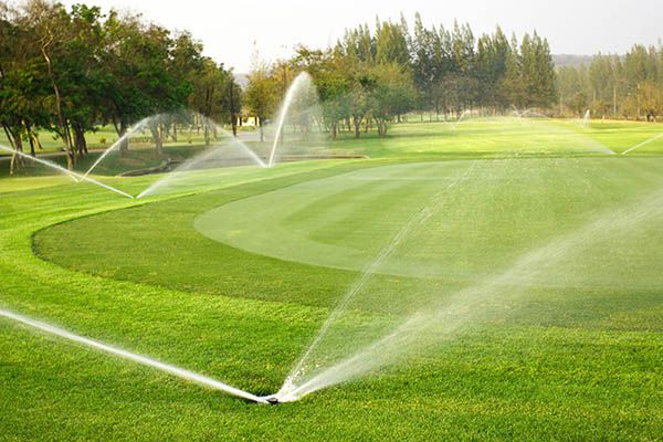 Quy trình chăm sóc cỏ sân golf