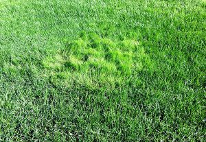 cỏ sân golf bentgrass